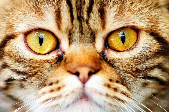 Katzen-Schicksale in Rheinfelden: Manchmal hilft die Tiertafel