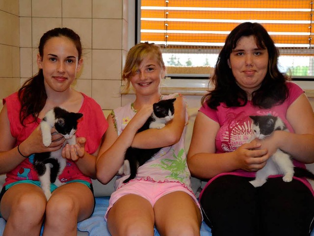 Die drei Fundkatzen, die krzlich abge...ichen Helferinnen im Tierheim beliebt.  | Foto: Martina Proprenter
