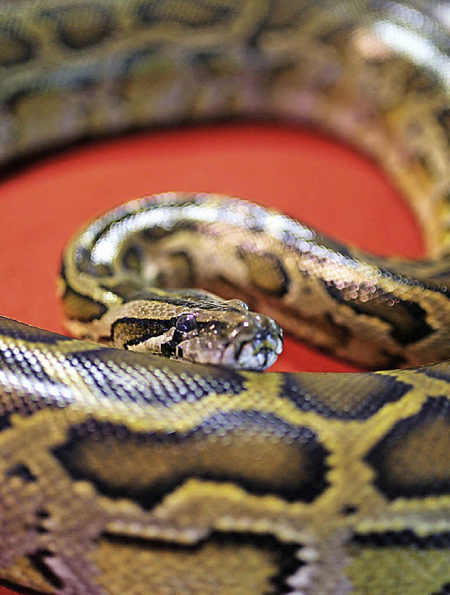 Tdliche Umarmung: Pythons erwrgen ihre Opfer.   | Foto: AFP