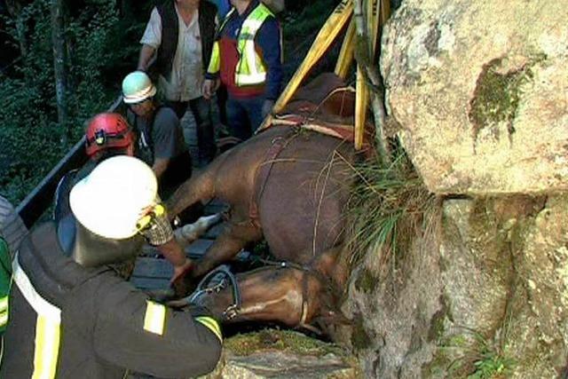 Warum hat der Reiter sein Pferd auf den Klettersteig gefhrt?