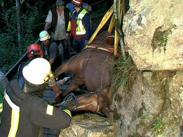 Die Einsatzkrfte versuchen, das Pferd...einer unglcklichen Lage zu befreien.   | Foto: Kamera 24