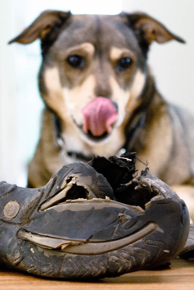 Zerkaut: Auch an Schuhen lassen Hunde ihren Spieltrieb aus.   | Foto: dpa