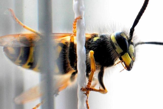 Wespenattacke bei Nacht - 30 Kinder verletzt