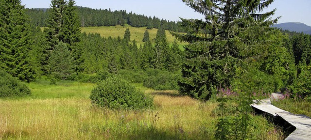Blick auf das Taubenmoos-Moor, rechts im Hintergrund das Herzogenhorn.   | Foto: Ulrike Spiegelhalter