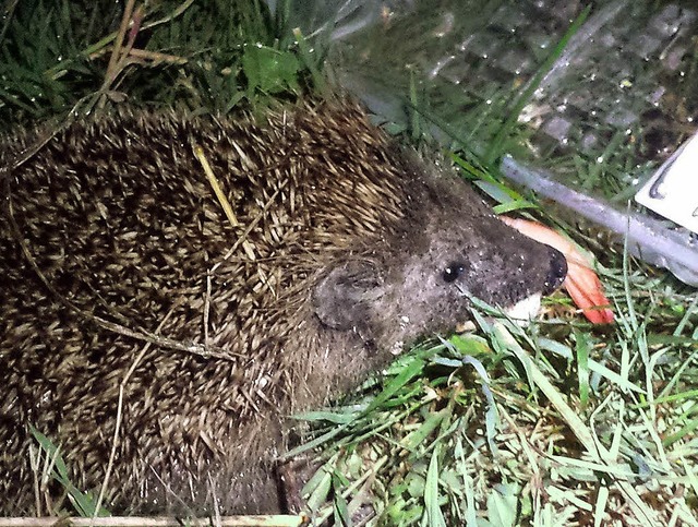 Garnele fr den Igel   | Foto: mller