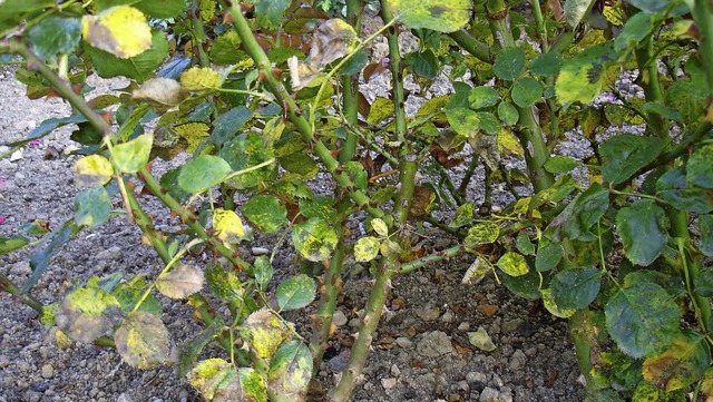 Der Sternrusstau ist die wichtigste Krankheit der Rosen.   | Foto: Klaus Nasilowski