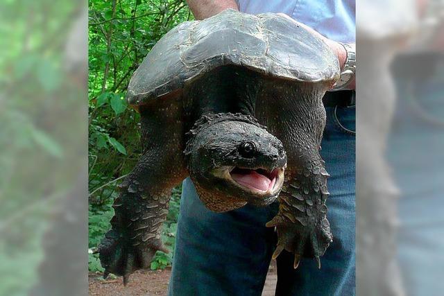 Alligatorschildkrte beit einem Jungen die Achillessehne durch