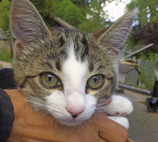 Dieses Ktzchen wurde bei der Polizei abgegeben.   | Foto: zvg