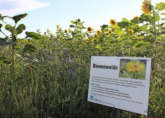 Honigbienen, hier blht Euch was: Phac...blht zwischen Bachheim und Unadingen.  | Foto: Christa Maier