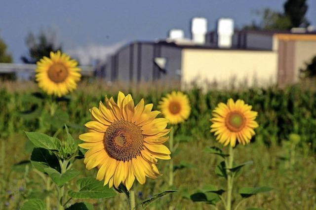 FR SONNENBLUMEN