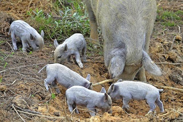 Schweine als Naturschützer