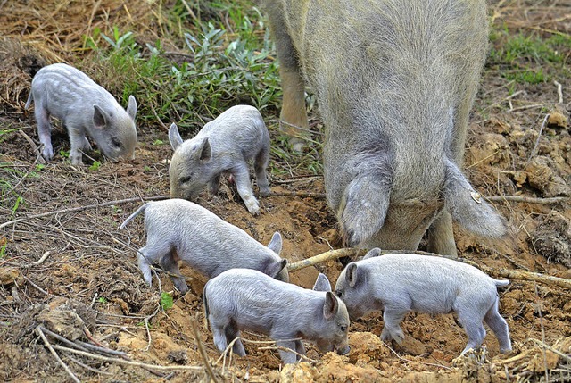 Die Schweine sollen alte Pflanzen aufstbern.   | Foto: kehl