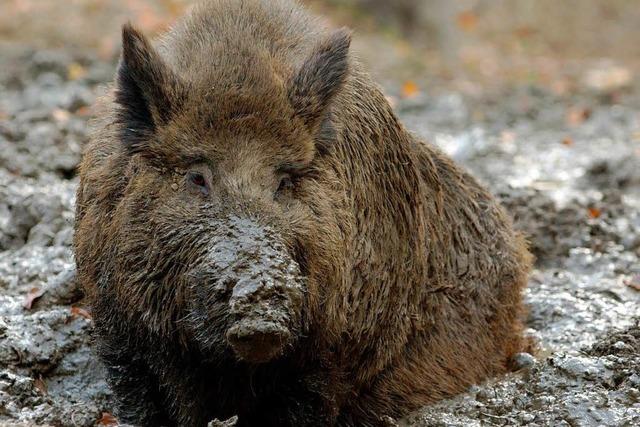 Wildschweine haben im Elsass so viel Weideflche wie nie zuvor zerstrt