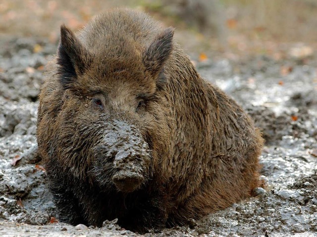 Auch im Elsass macht die wachsende Zah...ldschweine Bauern und Behrden Sorgen.  | Foto: dpa