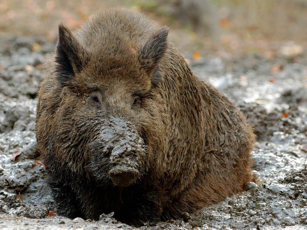 Wildschweine haben im Elsass so viel Weidefläche wie nie