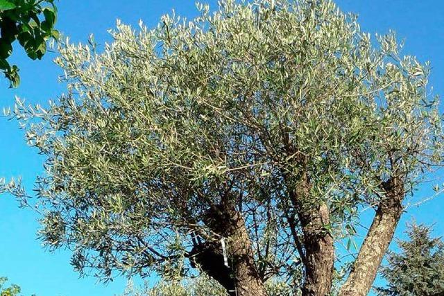 Griechische Bahn versteigert Tausende Olivenbäume