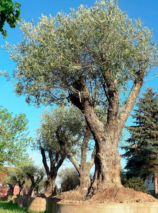 So ein Olivenbaum kostet  normalerweise bis zu 1500 Euro.  | Foto: dpa