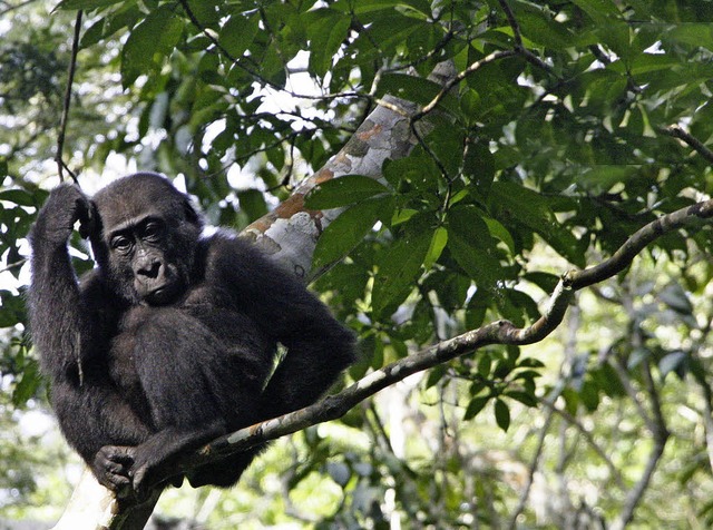 Guck mal, wer da kommt: Der Gorillajun...das Treiben der Touristen am Boden an.  | Foto: Win Schumacher