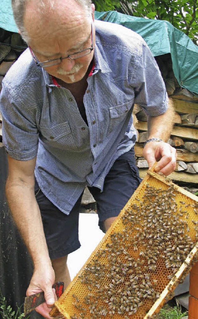 Bienen Amerikanische Faulbrut  | Foto: Jutta Schtz