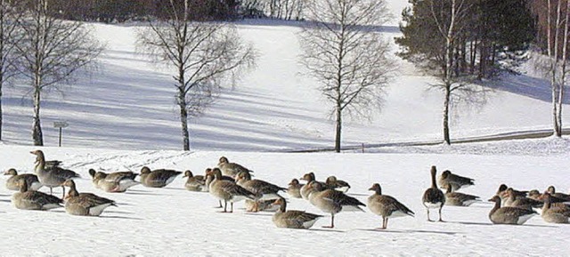 Scharen von Graugnsen (hier im Winter... Bild. Nun werden sie immer seltener.   | Foto: Liane Schilling