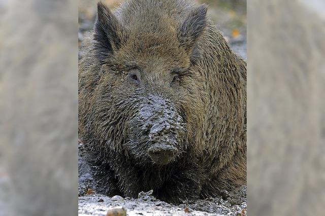 Die Wildschweine strahlen noch