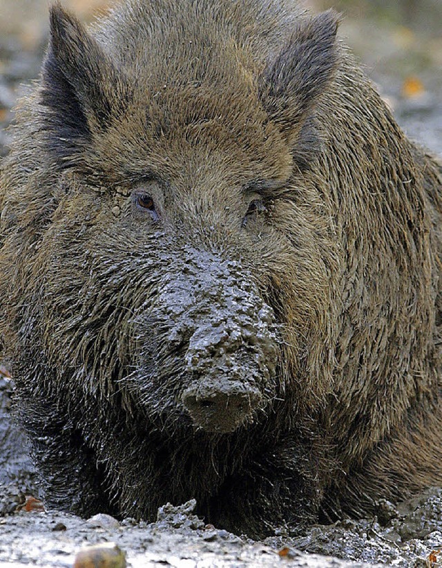 Arme Sau: Im  Schwarzwald-Baar-Kreis sind die Wildschweine radioaktiv belastet .  | Foto: DPA