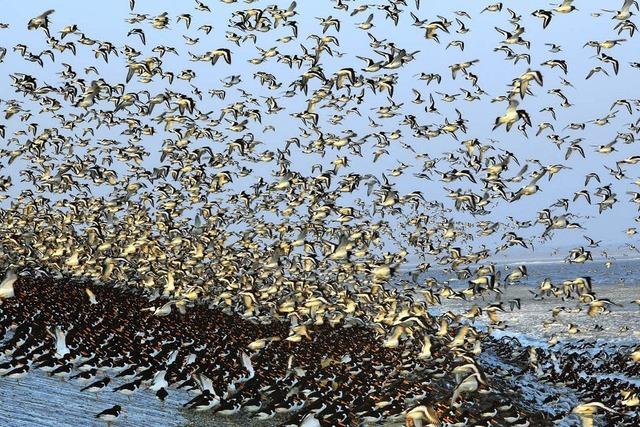 Ornithologische Verwandtschaften