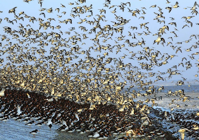 Allein unter Vgeln:  Uwe Timms Protag...nen Sommer eine Warte im Wattenmeer.    | Foto: dpa