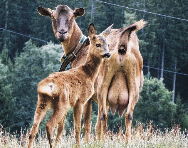 Zufriedene Patchwork-Familie: Auf dem ...ieht ein Ziege das Rehkitz Jakob auf.   | Foto: Murr