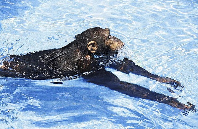 Schwimmender Affe  | Foto: Bild honorarfrei