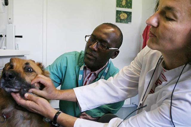 Veterinärmediziner aus Gabun hospitiert derzeit in der Heiligenzeller Tierarztpraxis
