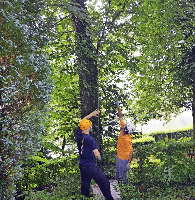 Das mssen Fachleute ans Werk, nmlich...zum Teil in 16, 18 Metern Hhe statt.   | Foto: Bernd Fackler