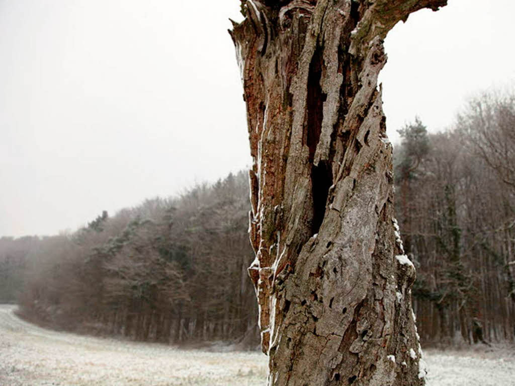 Reiner Bauer: Alter knorriger Baum