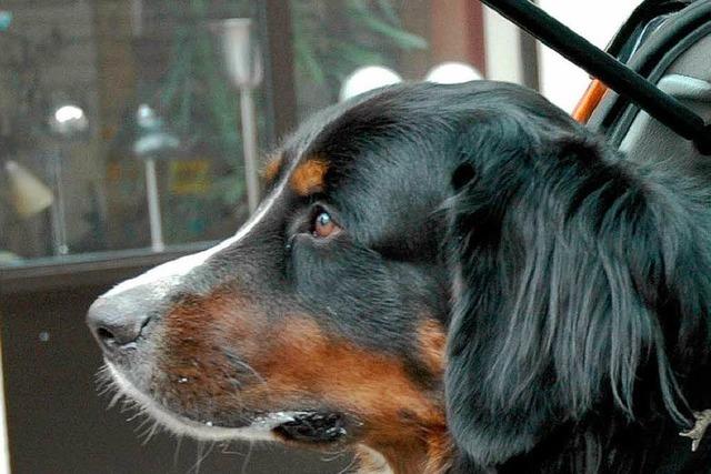 Tierschtzer befreien Hunde aus berhitztem Wohnmobil