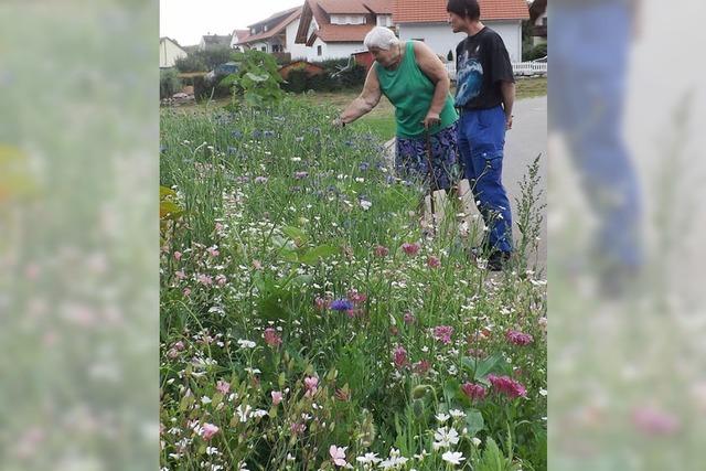 Auf der Verkehrsinsel blhen jetzt Wildblumen