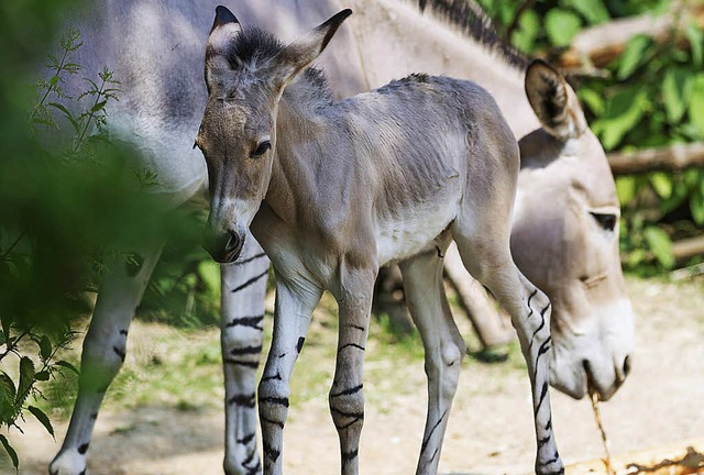   | Foto: Zoo Basel