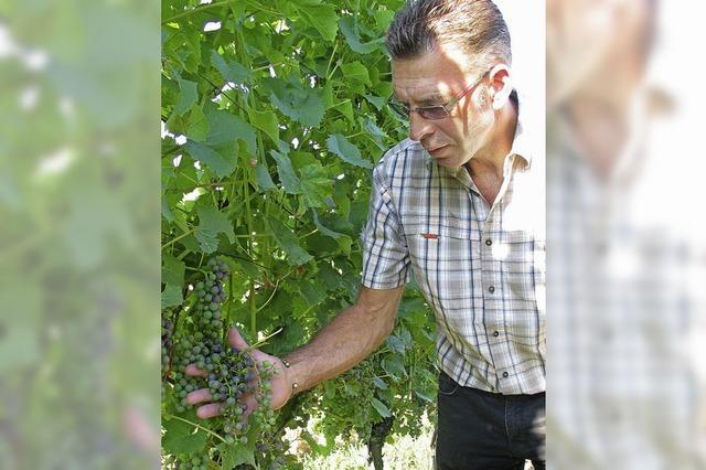 Im Weinberg mit Karl-Ernst Zimmermann: Neuen Sen gibt es 2013 spter