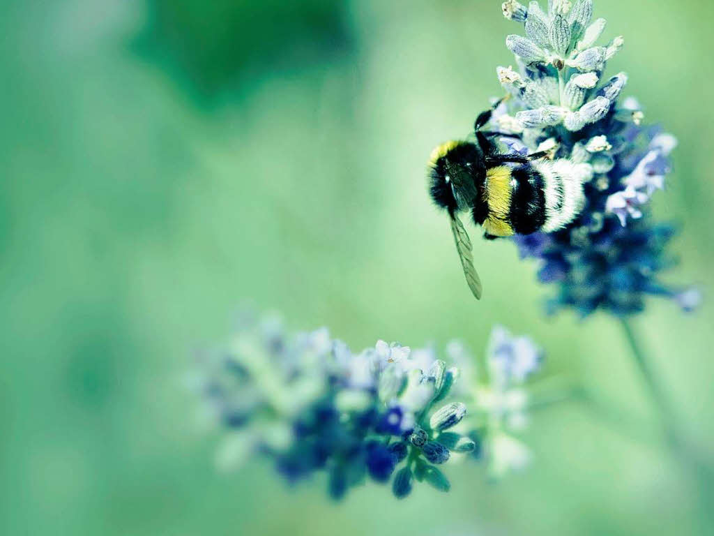 Domenic Hermann: Die Hummel ist verliebt in dieses Blumendetail.