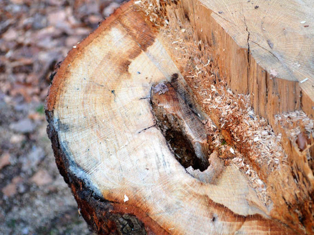 Uwe Staub: Entdeckt bei einem Spaziergang im Rttler Wald...