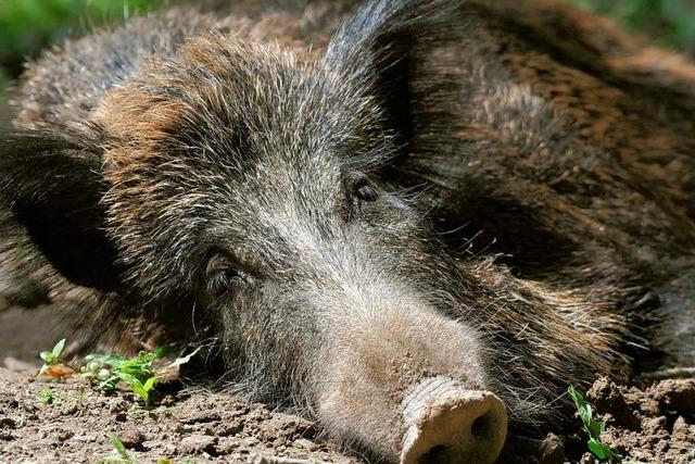 Viele Wildschweine sind noch immer radioaktiv belastet