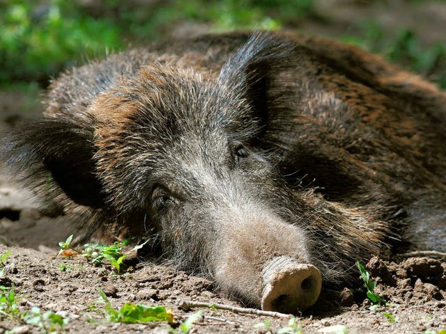 Halbwert-Mahlzeit: Wildschweine lieben Trffel, auch radioaktive.  | Foto: dpa