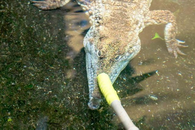 So arbeitet der Krokodilflüsterer vom Basler Zoo