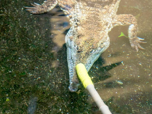 Der Trainer streicht dem Krokodil zur ...ng mit einem Stock ber die Schnauze.   | Foto: Zoo Basel