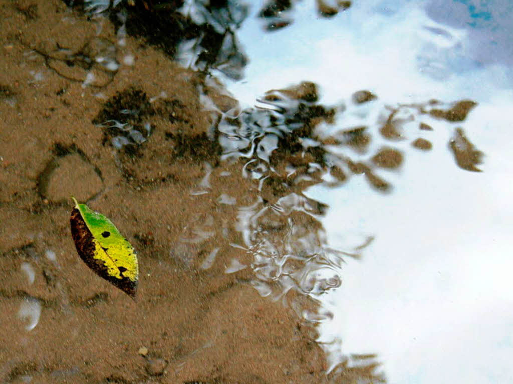 Sonja Heinrich: Ein Blatt in der Wiese