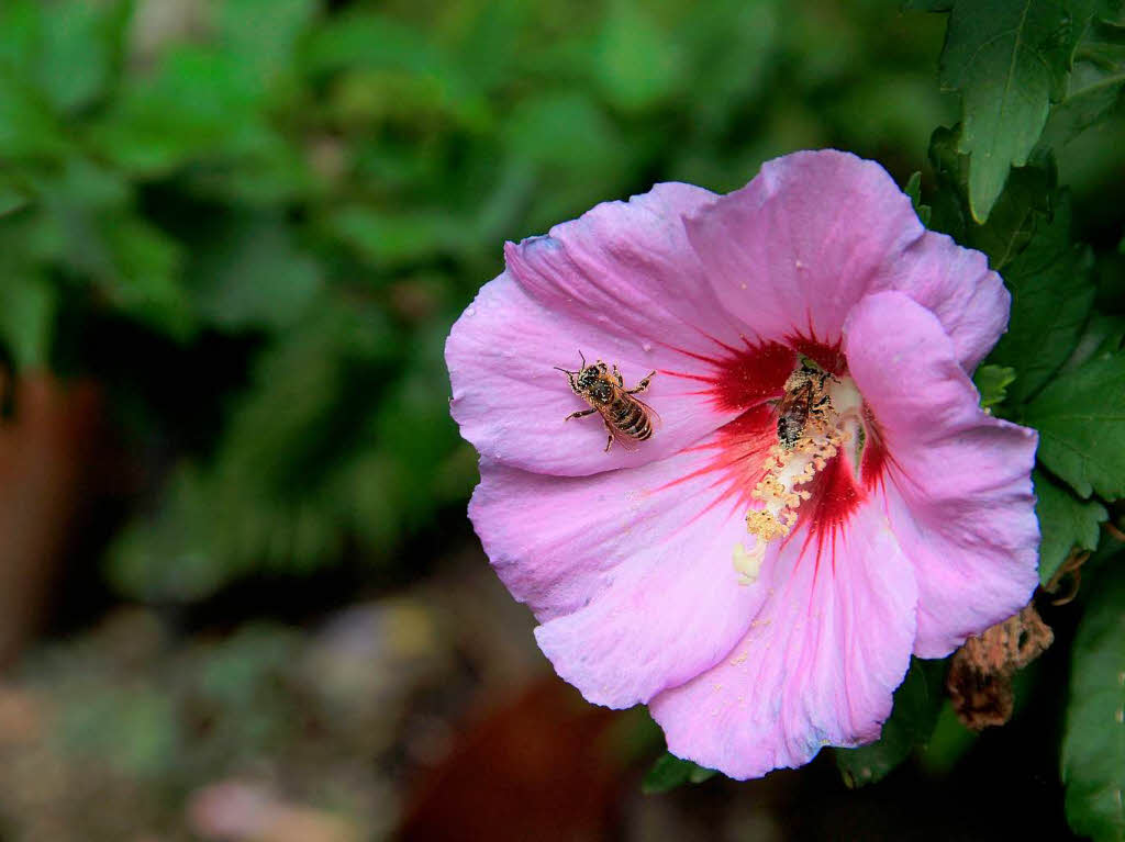 Bernhard Wigott: Hibiskusblte in unserem Garten in Haltingen