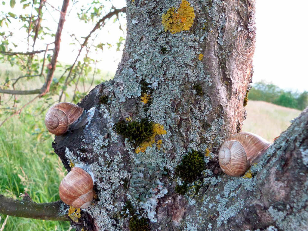 Petra Pomp: Drei Schnecken im Baum