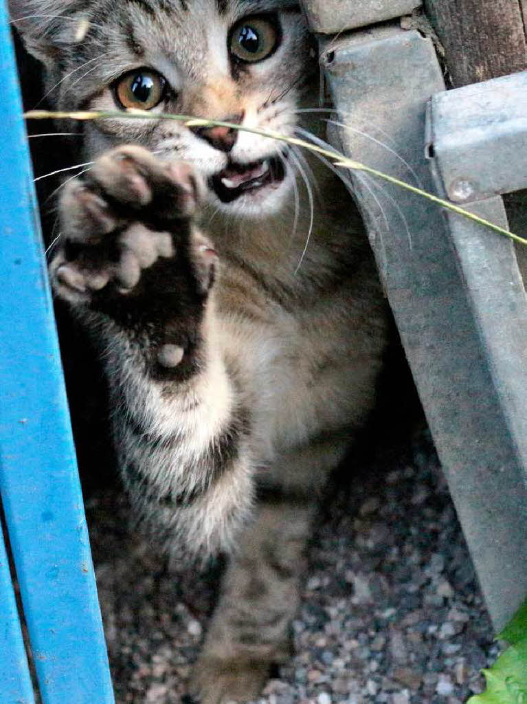 Manfred Kossebau: Katze grt "High Five", aufgenommen im Garten in Weil.