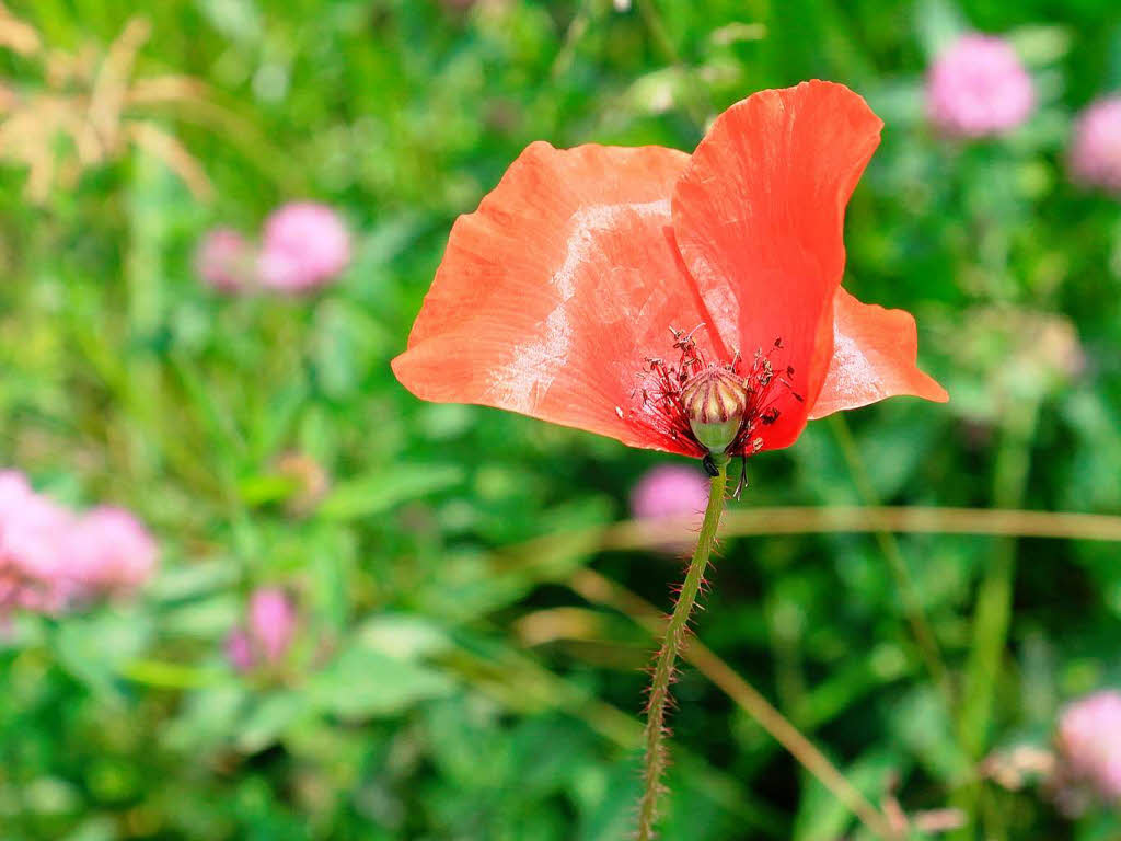 Manfred Kossebau: Mohnblume, auf dem Weg nach Haltingen