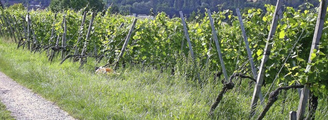 Auch whrend der Traubenreife sind die...tlang der Reben ffentlich zugnglich.  | Foto: Langelott