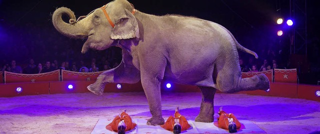 Geht es ihm immer gut? Einer der  Elefanten des Zirkus Charles Knie  | Foto: pr